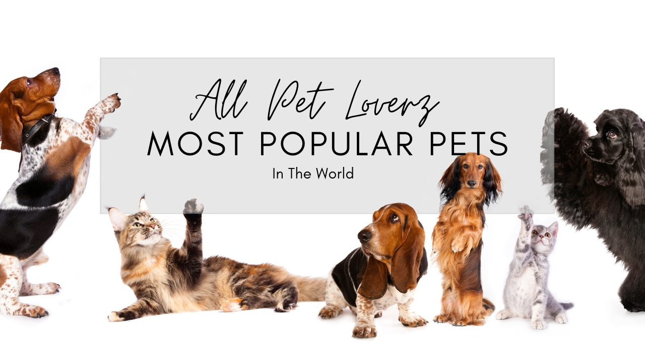 Most Popular Pet Animals in the World