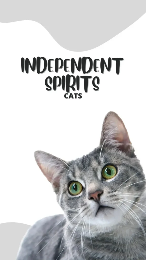 independent spirits cats