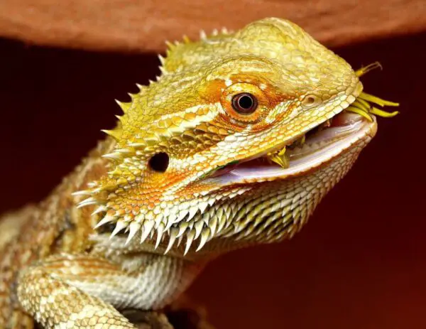 Cute Exotic Animals As Pets Bearded dragon