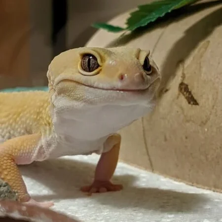 Cute Exotic Animals As Pets Leopard Gecko