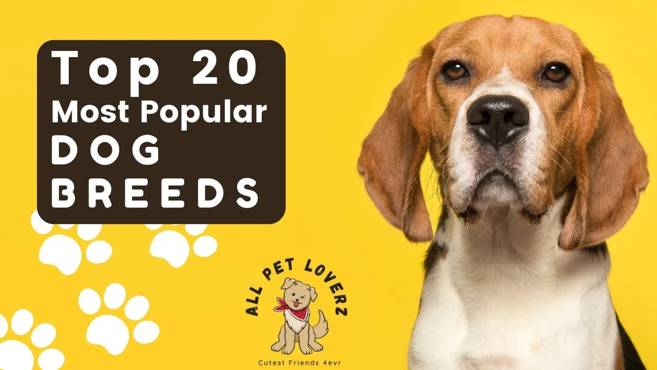 Top 20 Most Popular Dog Breeds