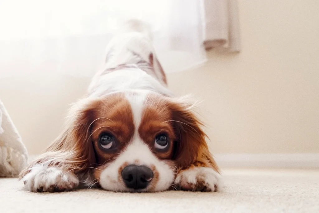 Cavalier King Charles Spaniel is one of the 20 Most Popular Dog Breeds