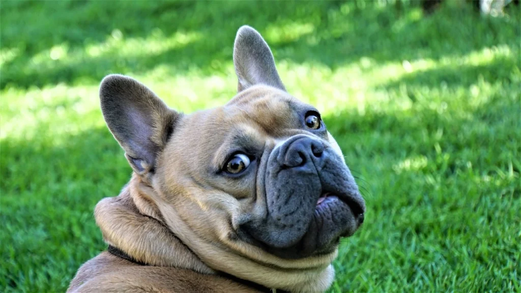 French Bulldog is one of the 20 Most Popular Dog Breeds