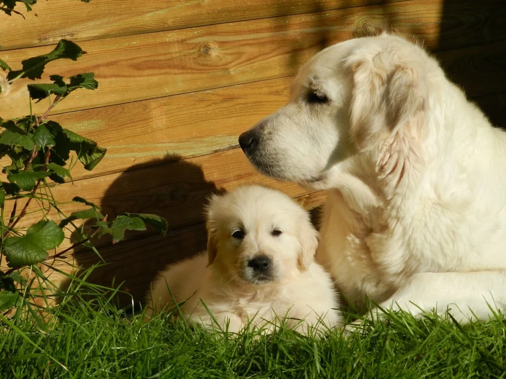 Golden retriever is one of the 20 Most Popular Dog Breeds