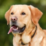labrador retriever is one of the 20 Most Popular Dog Breeds