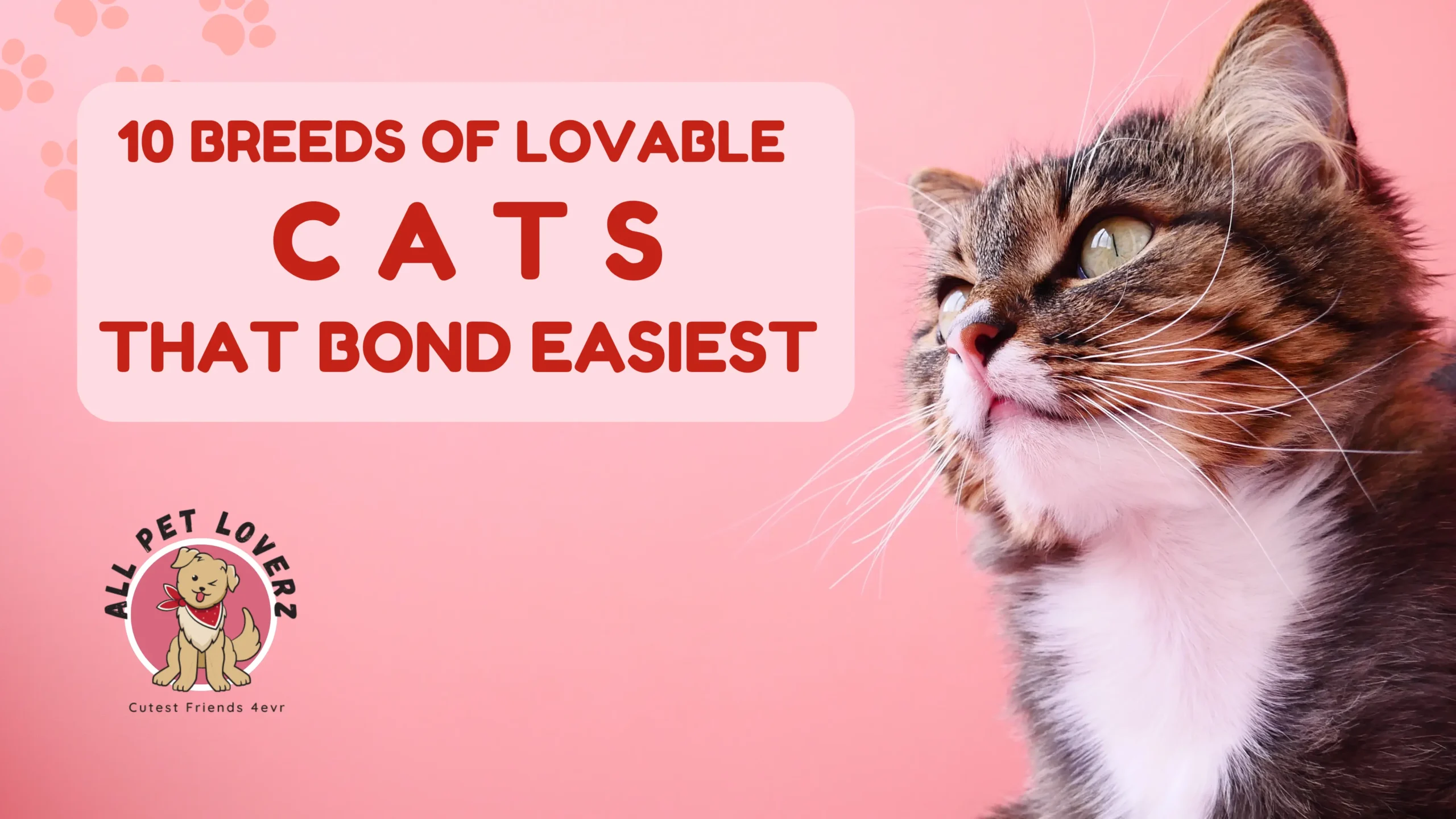 10 Breeds of Lovable Cats That Bond Easiest