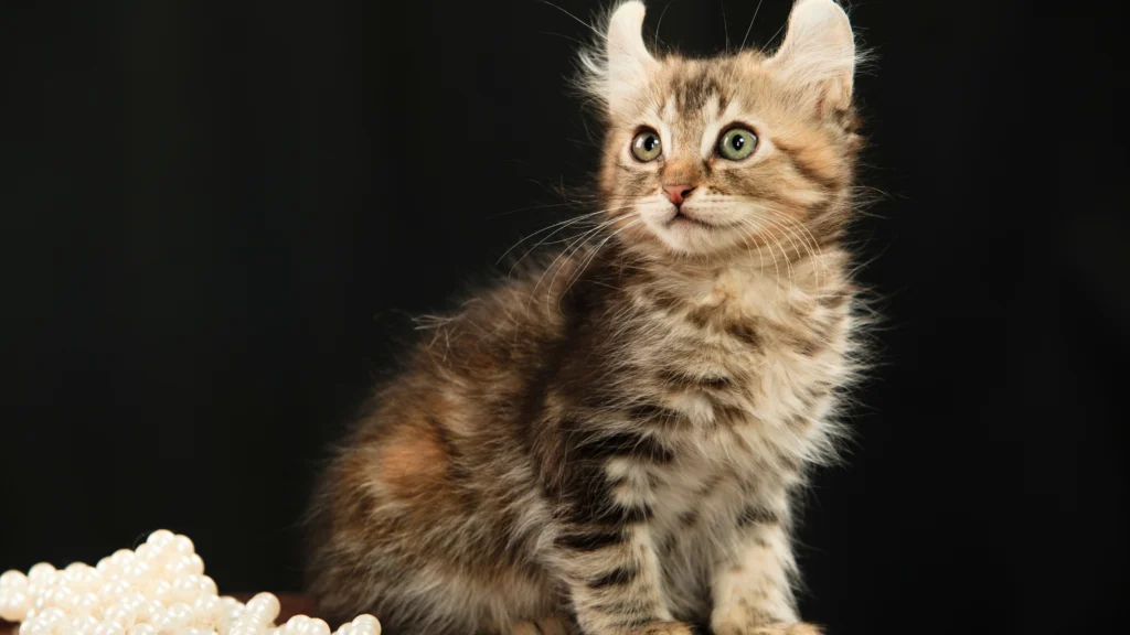 10 Tiny Cats That Looks Like Kitten Forever