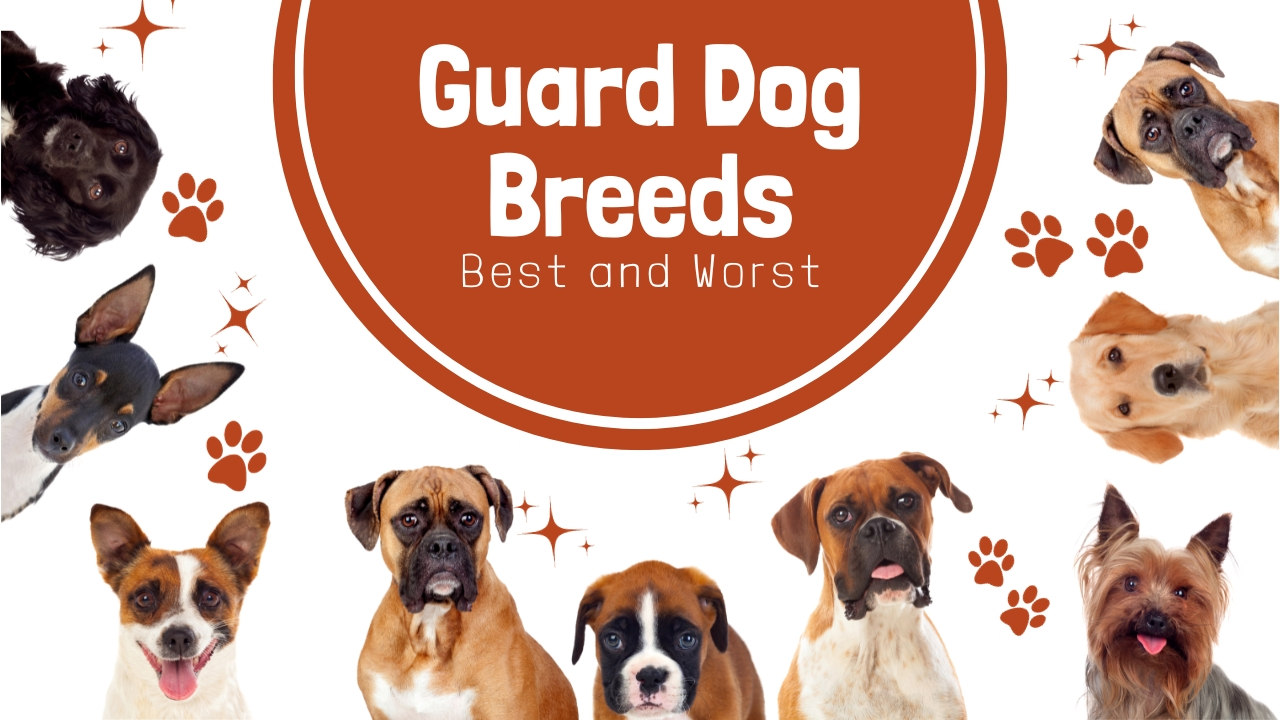 Top 10 breeds of best and worst guard dogs in the world
