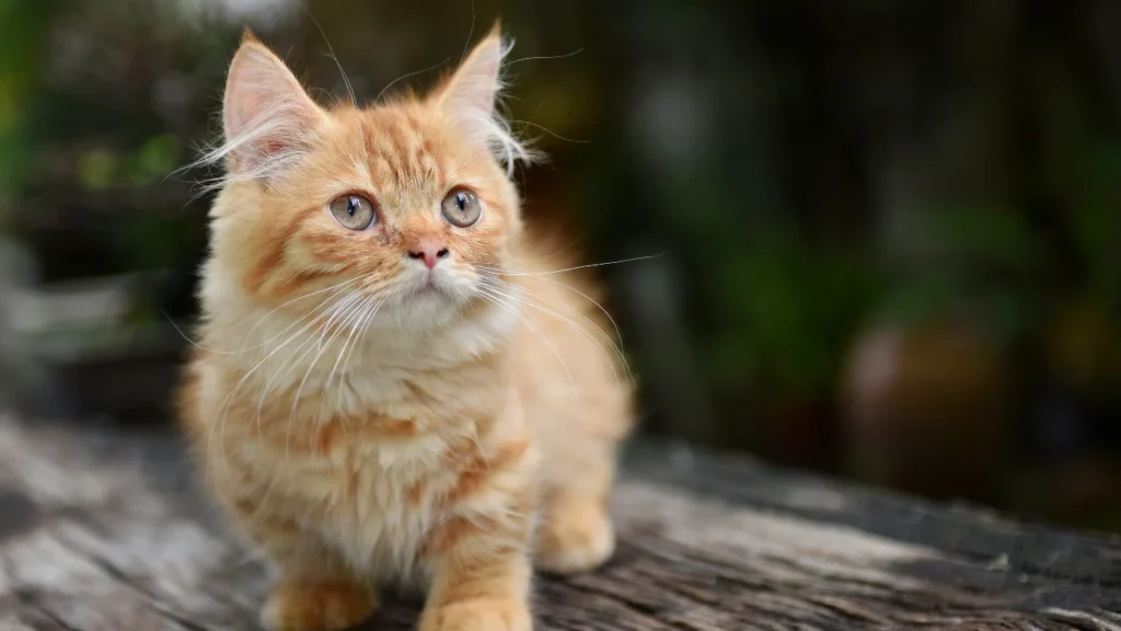 10 Tiny Cats That Looks Like Kitten Forever