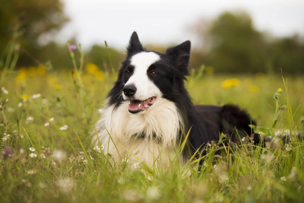 4 Best Dog Breeds for Hiking Enthusiasts