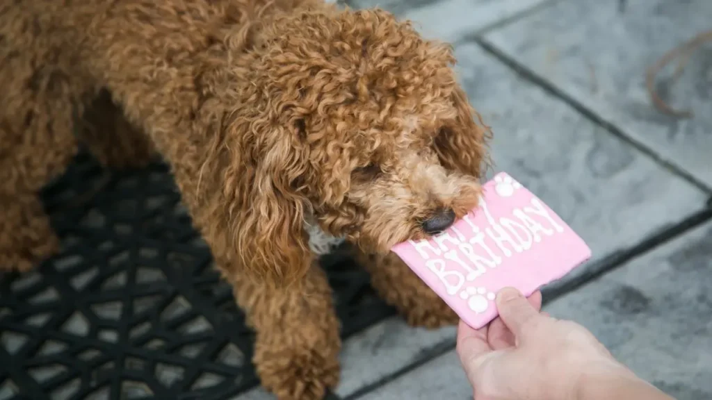 Bichpoo: The Popular Poodle Breeds