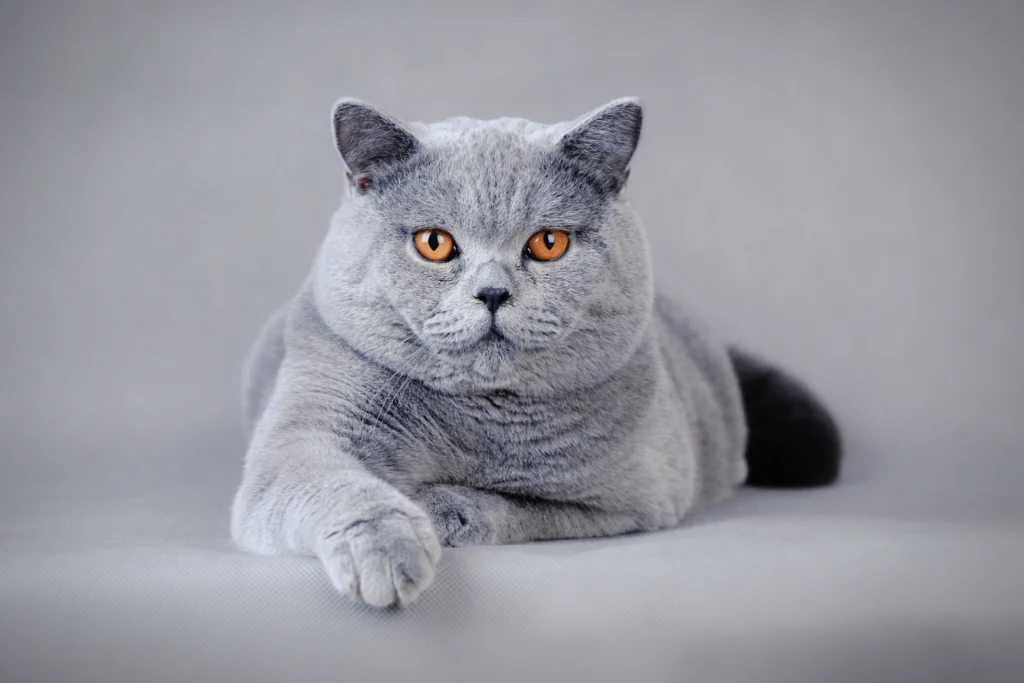 Largest Cat Breeds: British Shorthair Cat