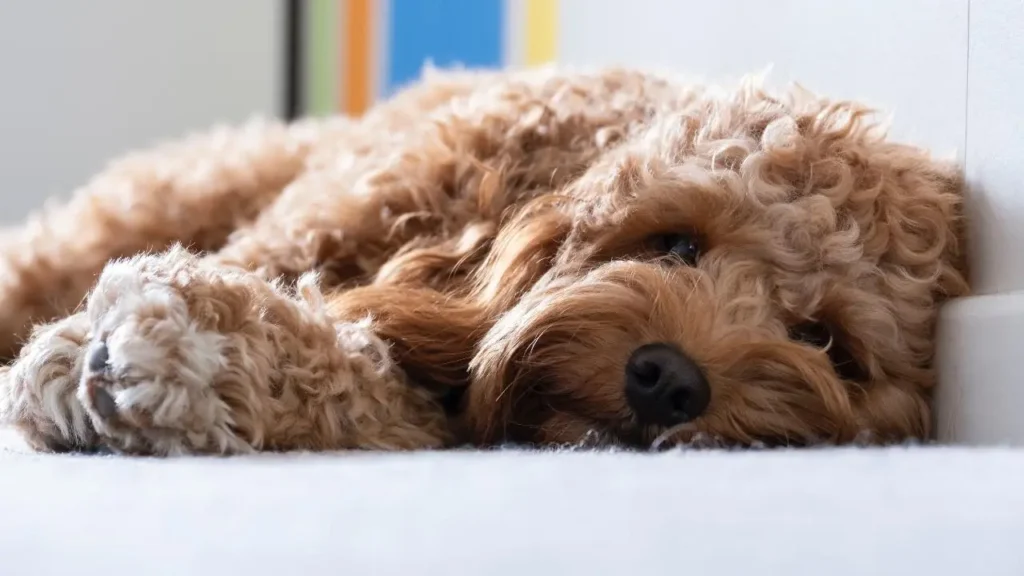 Cavapoo: The Popular Poodle Breeds
