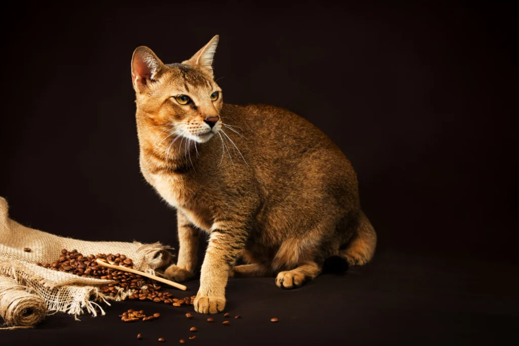 Largest Cat Breeds: Chausie Cat