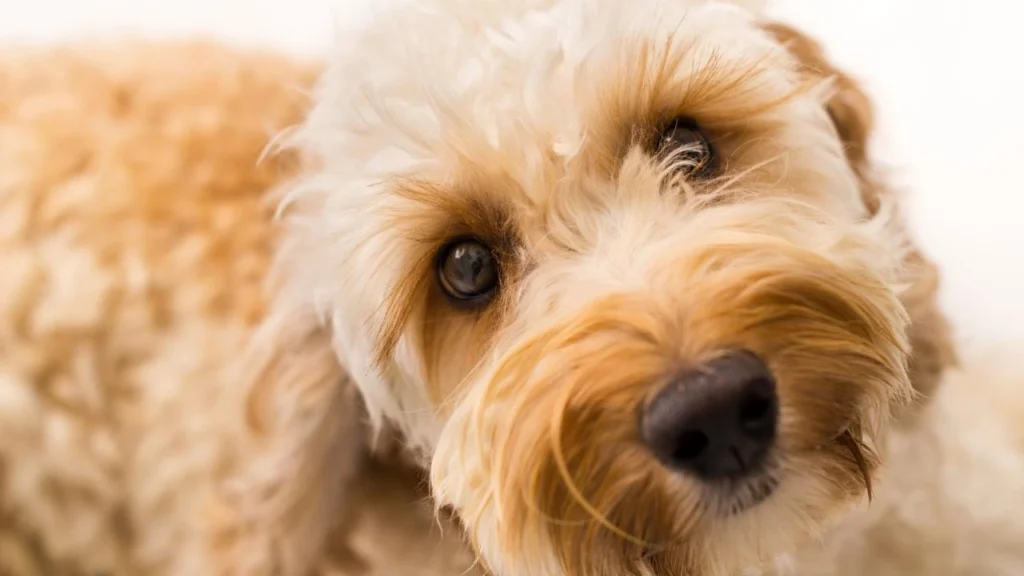 Labradoodle: The Popular Poodle Breeds