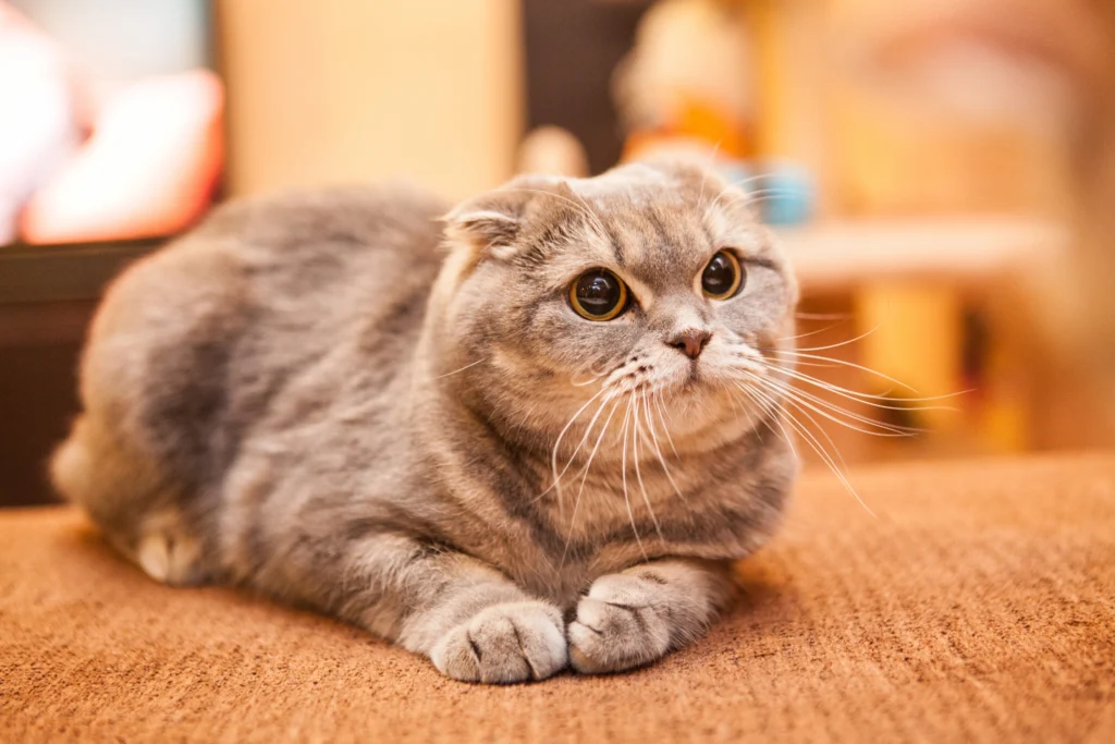 Largest Cat Breeds: Scottish Fold Cat