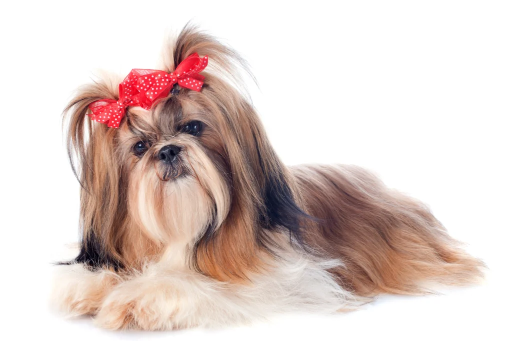 Top 5 calm dogs breed