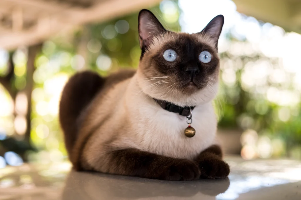 Largest Cat Breeds: Siamese Cat