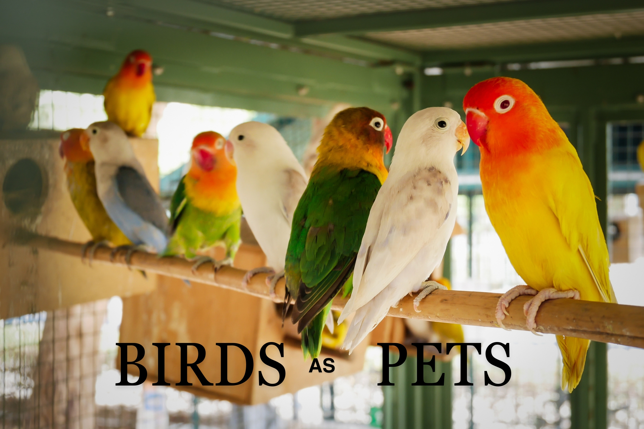 Birds as Pets