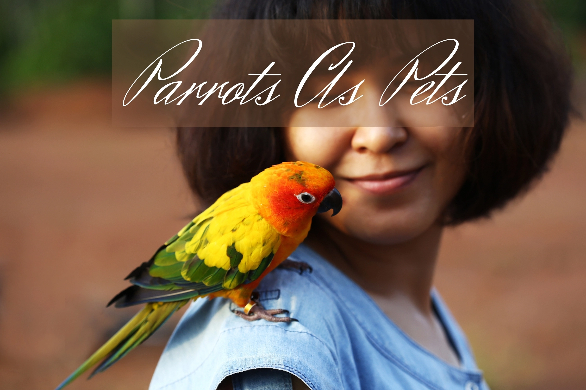 Parrots as Pets