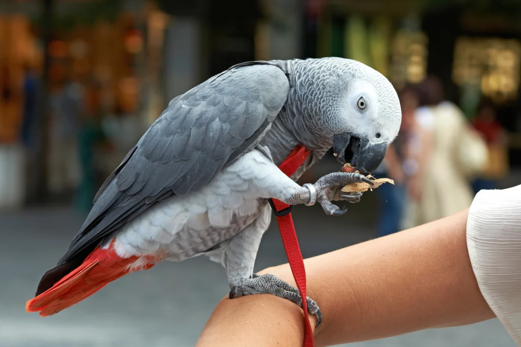 African Grey: Parrots as Pets