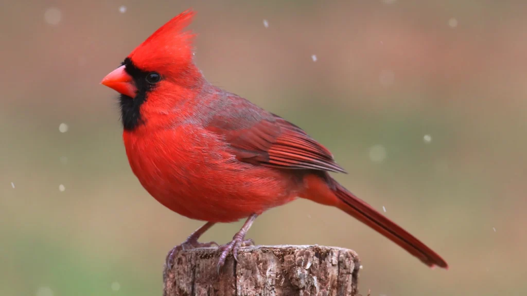 Cardinal: Lucky Birds for Home