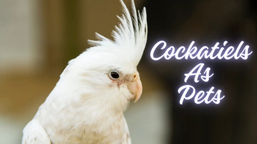 Complete Guide To Cockatiels As Pets: Care And Grooming Tips