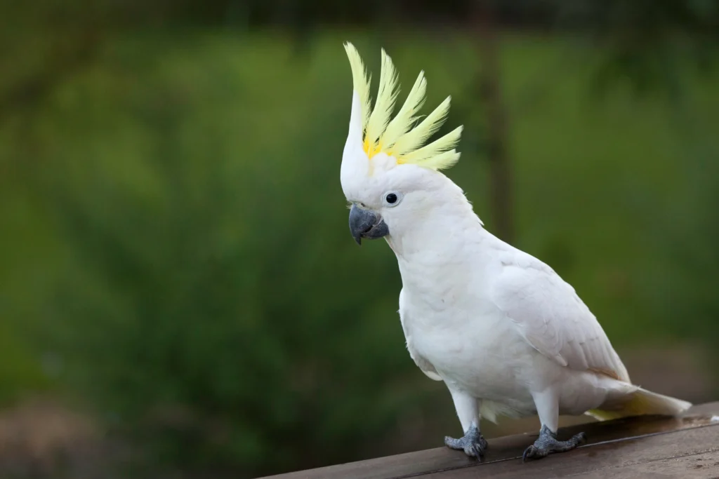 Cockatoos: Parrots as Pets