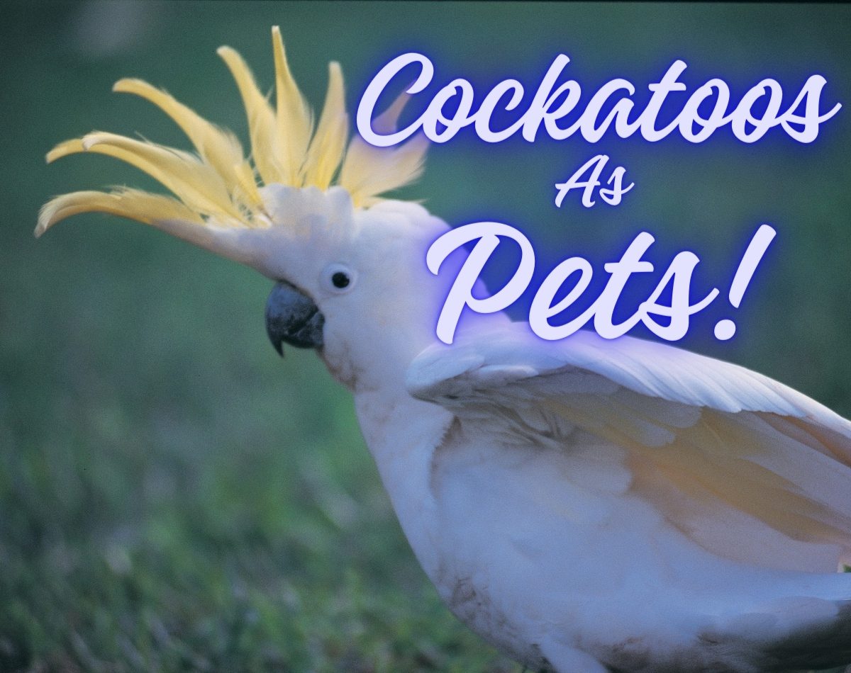 Cockatoos as pets