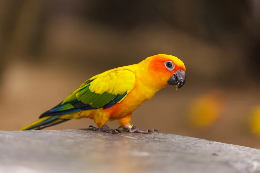 Conures: Parrots as Pets