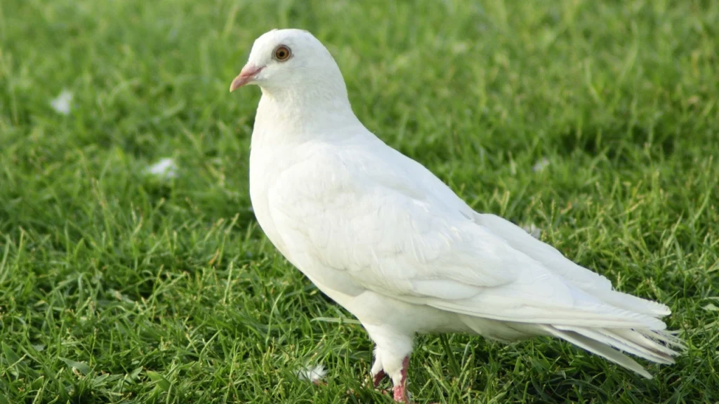 Dove: Lucky Birds for Home