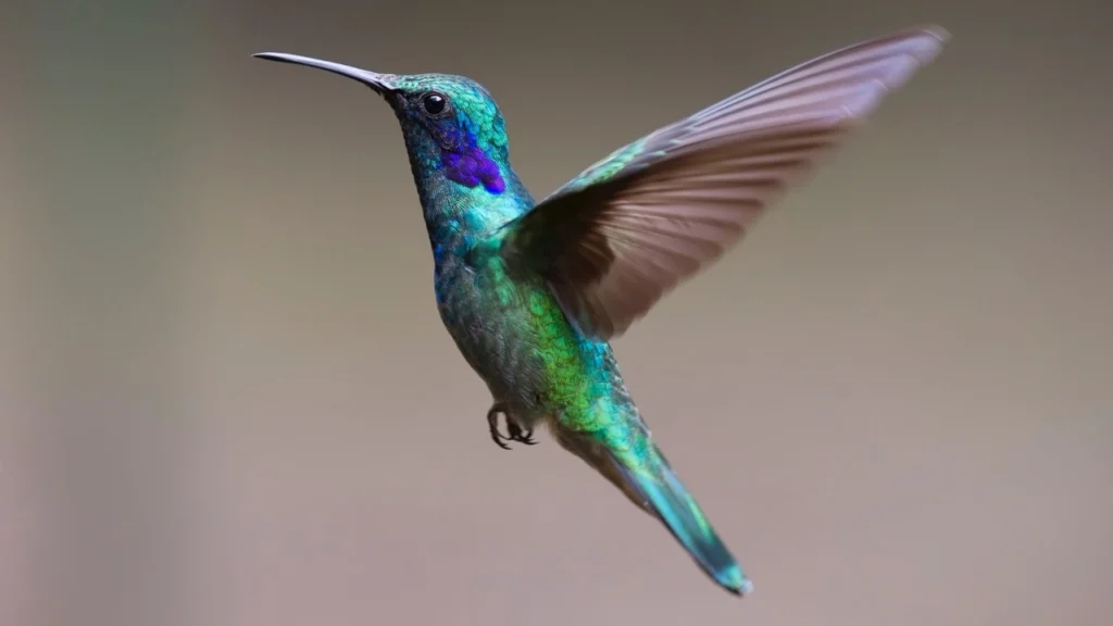 Hummingbird: Lucky Birds for Home