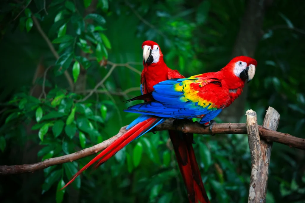 Macaws: Parrots as Pets