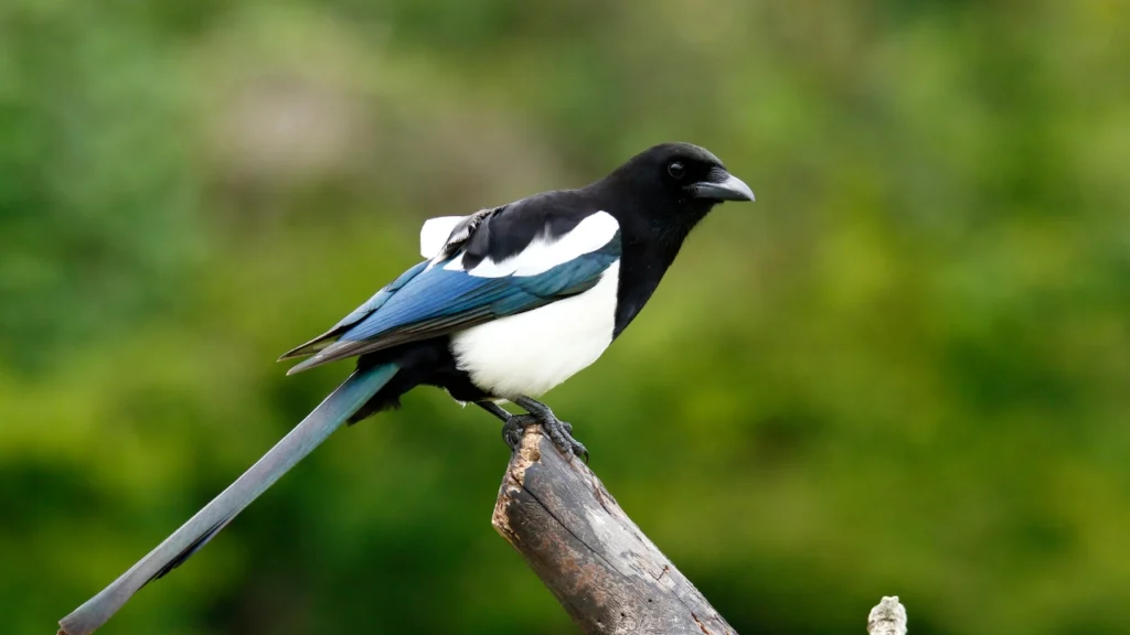 Magpie: Lucky Birds for Home