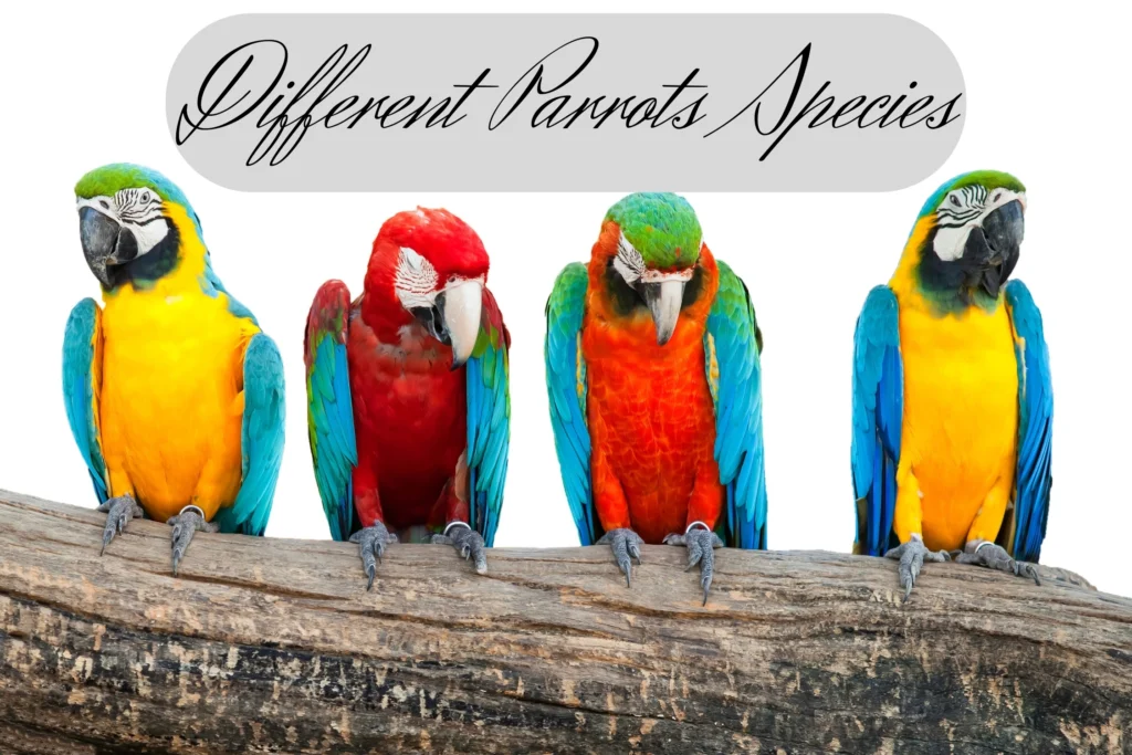 Different Parrots Species