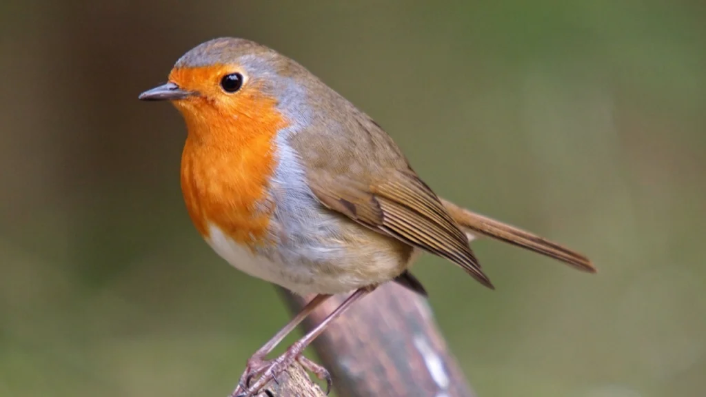 Robin: Lucky Birds for Home