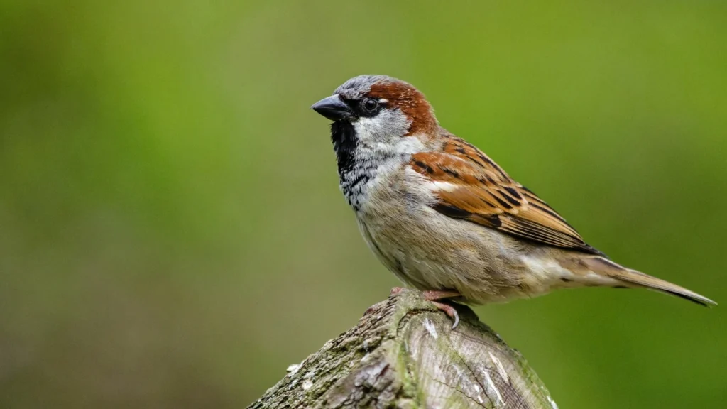 Sparrow: Lucky Birds for Home