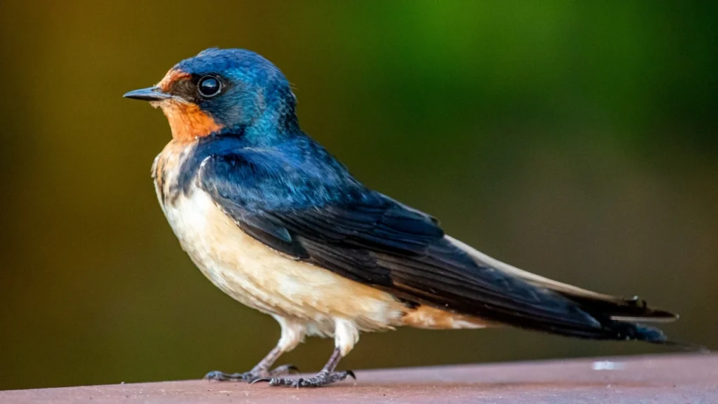 Swallow: Lucky Birds for Home