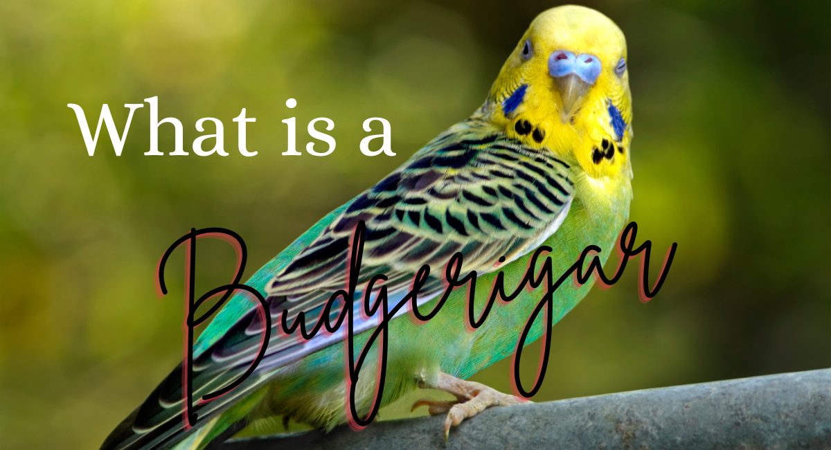 What is a Budgerigars All About Budgies