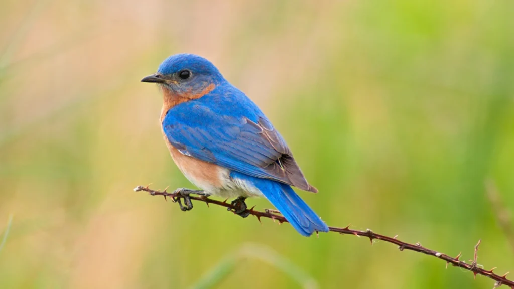 Bluebird: Lucky Birds for Home