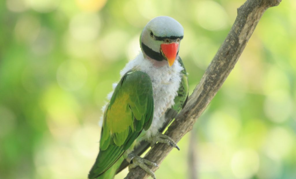 Black-collared Lovebird (Swindern's Lovebird)