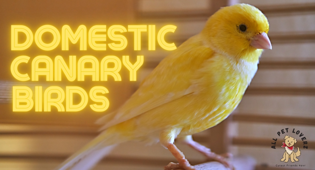 are canary birds good as pets for pet lovers