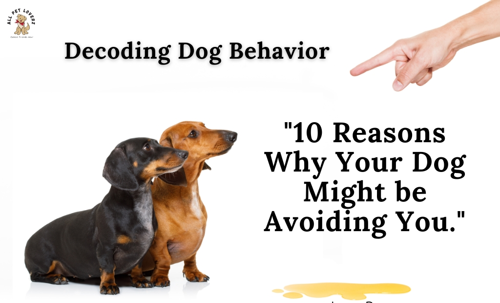 10 Reasons Why Your Dog Might be Avoiding You