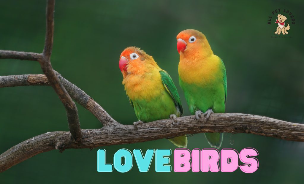 Lovebirds Characteristics