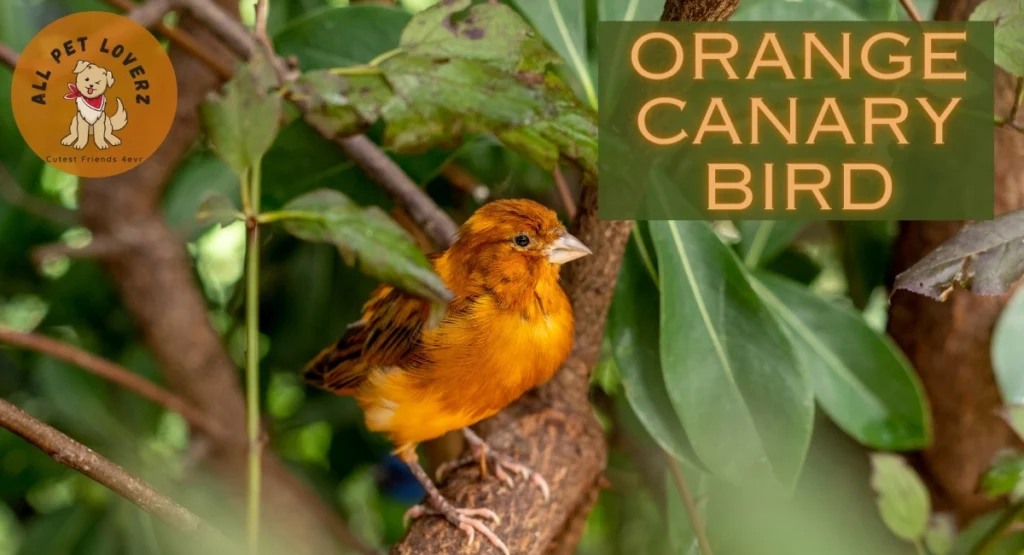 Orange Canary Bird