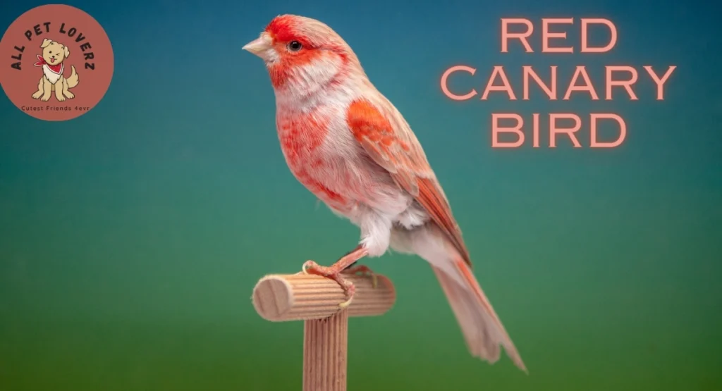 Red Canary Bird