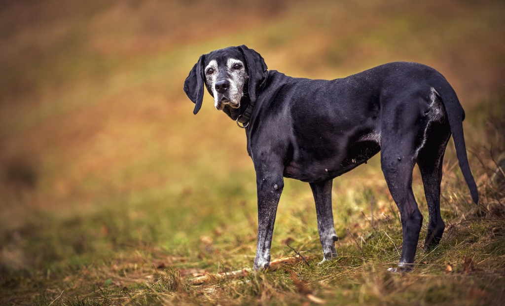 10 Reasons Why Your Dog Might be Avoiding You