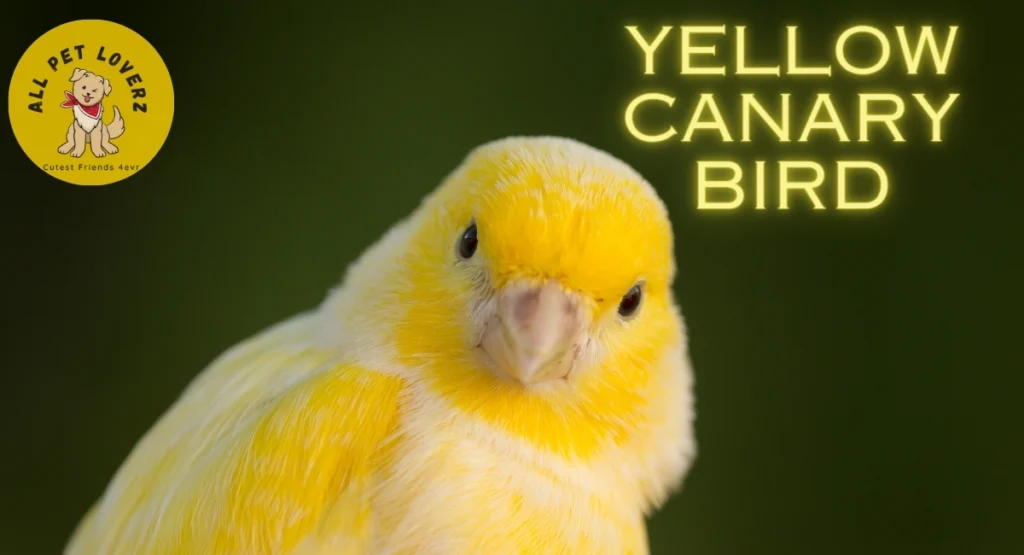 Yellow Canary Bird