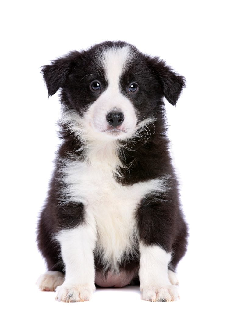 Collie Puppy 1