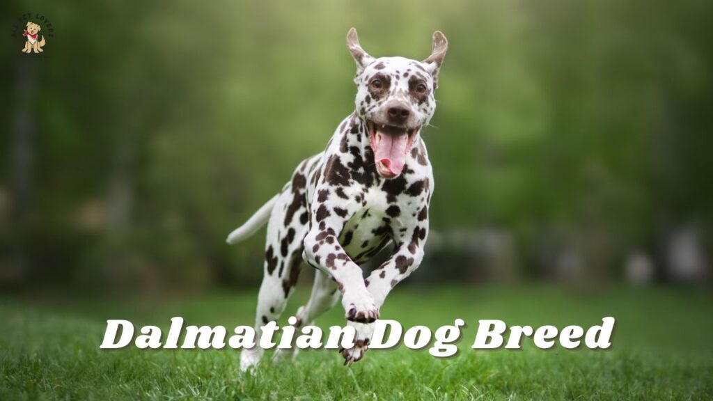 Dalmatian Dog Breed